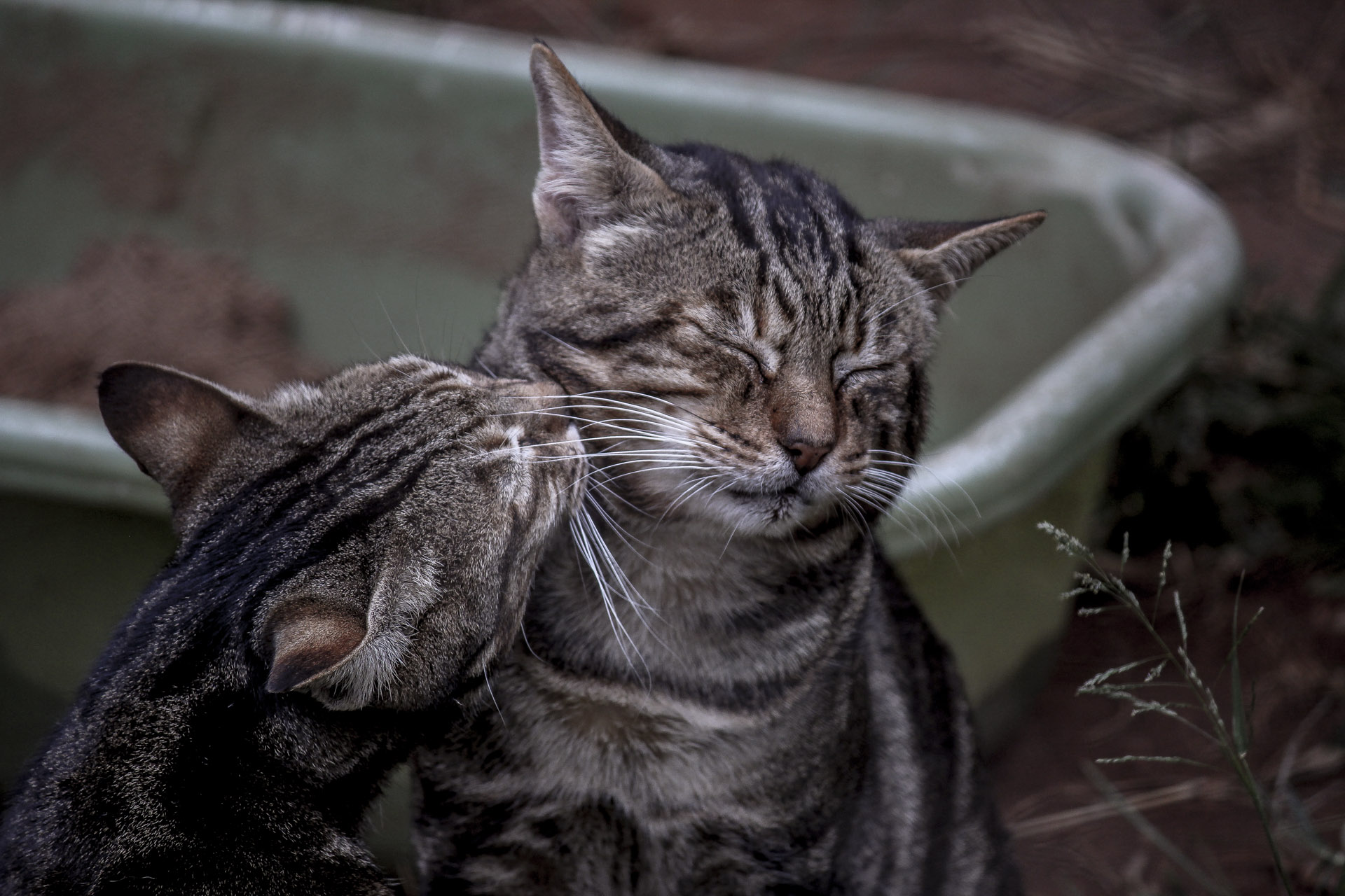 Previous pigeonhole => Big and Small Cats // Petr Nuska - Photography - woreshack.cz