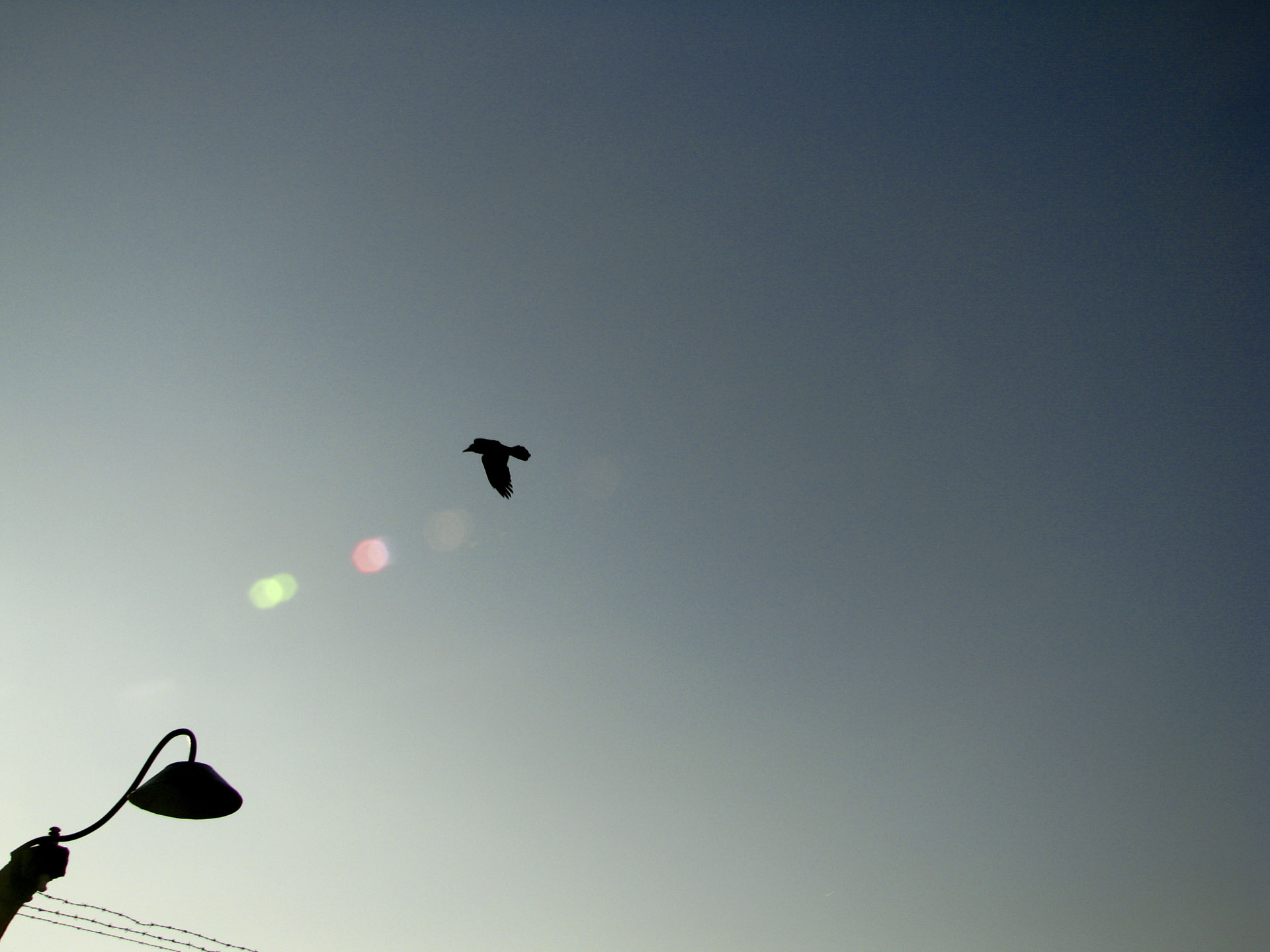 Previous pigeonhole => Birds // Petr Nuska - Photography - woreshack.cz