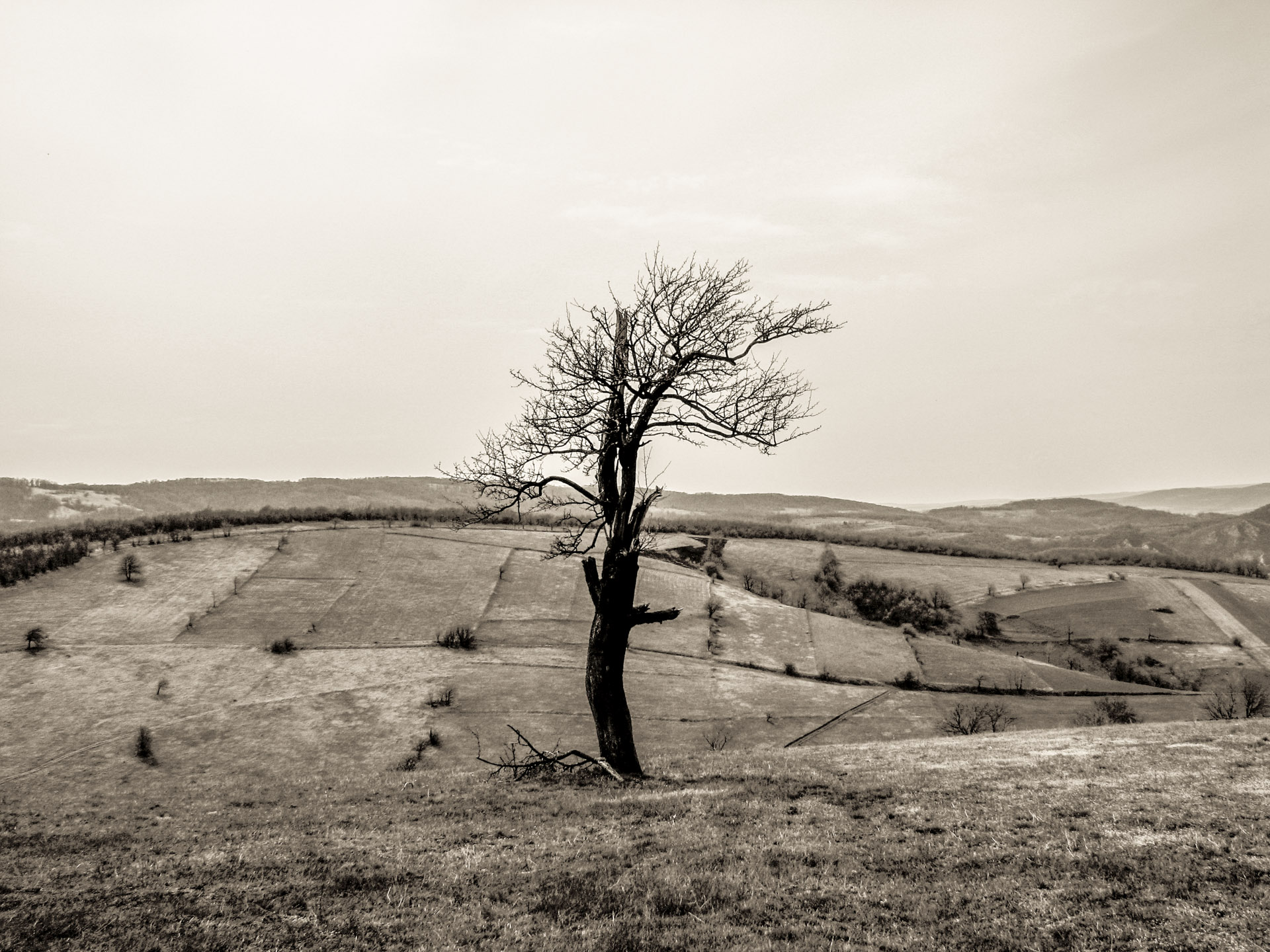 Next pigeonhole => The Secret Life of Trees (II) // Petr Nuska - Photography  - woreshack.cz